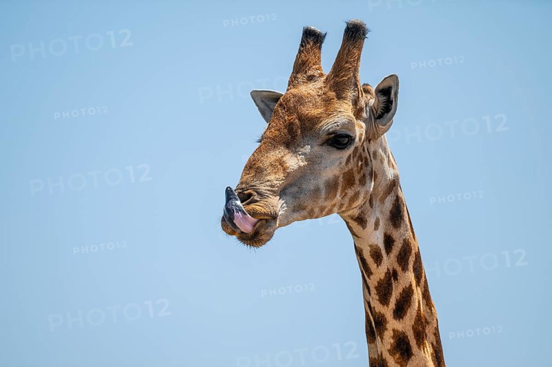 Cape giraffe (Giraffa giraffa giraffa) sticks out its tongue, funny, Savuti, Chobe National Park, Botswana