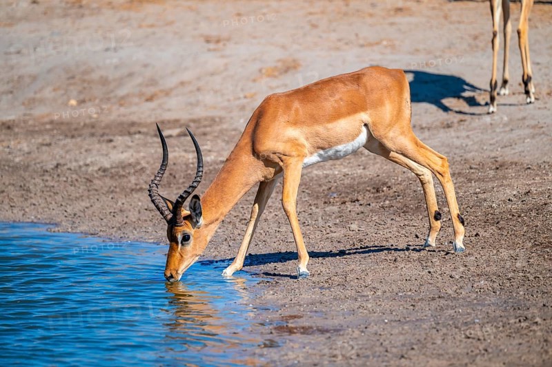 Impala (Aepyceros melampus) drinking at a waterhole, Savuti, Chobe National Park, Botswana