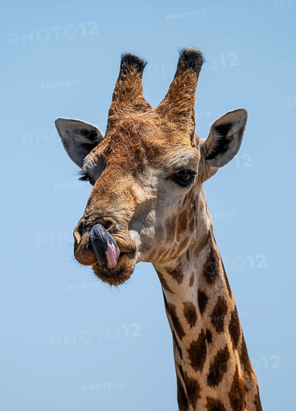 Cape giraffe (Giraffa giraffa giraffa) sticks out its tongue, funny, Savuti, Chobe National Park, Botswana