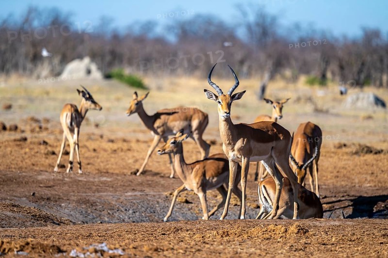 Impalas (Aepyceros melampus), Savuti, Chobe National Park, Botswana
