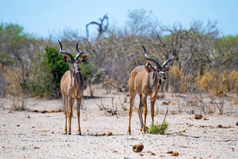 Greater kudu (Tragelaphus strepsiceros), Savuti, Chobe National Park, Botswana