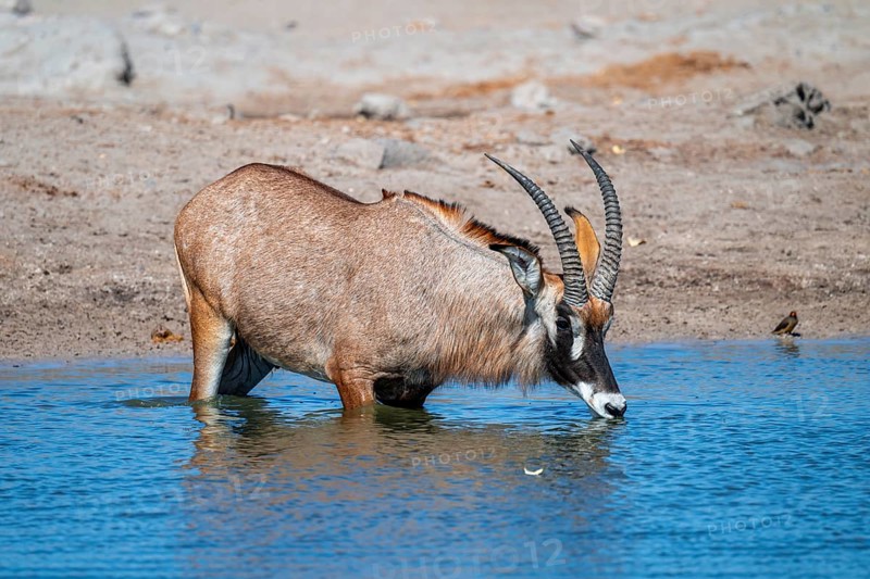 Roan antelope, roan antelope (Hippotragus equinus) drinking, Savuti, Chobe National Park, Botswana