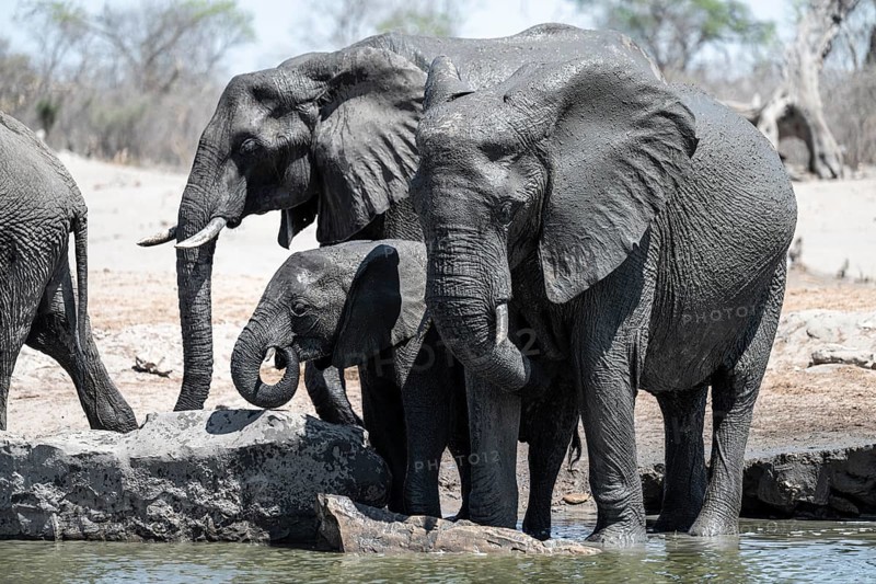 African elephant (Loxodonta africana) splashing itself with mud, Savuti, Chobe National Park, Botswana