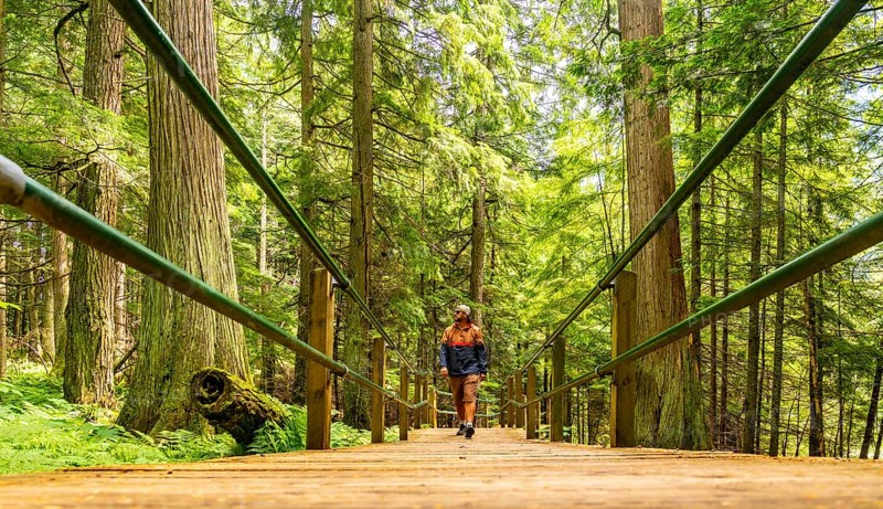 Tourist enjoying a sunny day walking on the hemlock grove boardwalk surrounded by lush green forest in wells gray provincial park, british columbia, canada