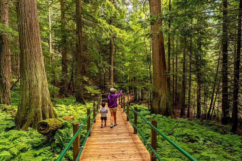 Tourists walking on the hemlock grove boardwalk amidst lush green ferns and towering trees, enjoying the serene beauty of the canadian rockies