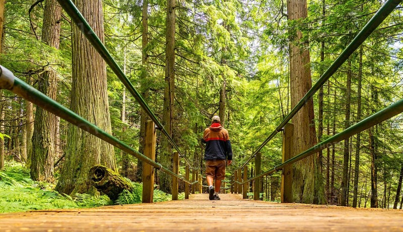 Hiker walking on a wooden boardwalk surrounded by lush green forest and giant trees in hemlock grove, enjoying the tranquility of nature in the canadian rockies