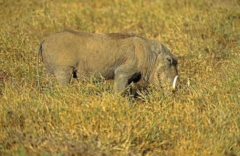 Warthog (Phacochoerus aethiopicus), Ngorongoro Crater, Tanzania, Africa, June 2000, vintage, retro, old, historic