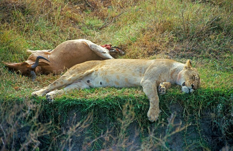 Lioness resting next to her prey, Ngorongoro Crater, Tanzania, Africa, June 2000, vintage, retro, old, historic