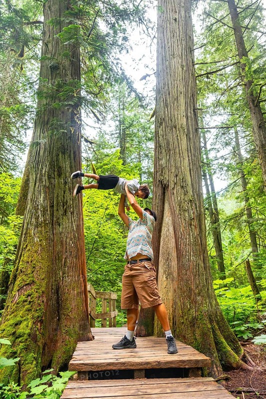 Father playfully lifting son high while exploring the giant cedars boardwalk trail in mount revelstoke national park, surrounded by ancient trees and lush forest