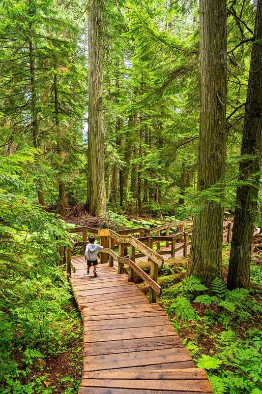 Lush green forest with towering cedar trees and ferns enveloping a wooden boardwalk where a child runs, reveling in the natural beauty of mount revelstoke national park