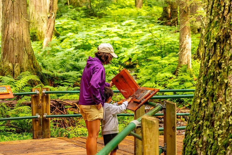 Mother and son learning about nature at an information kiosk on the hemlock grove boardwalk in mount revelstoke national park. British columbia. Canada. Surrounded by lush ferns and old growth trees
