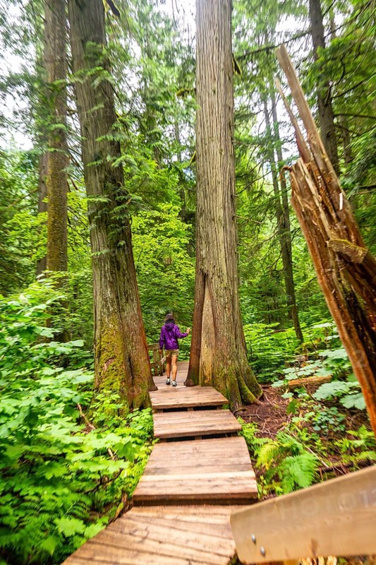 Female hiker walking on a wooden boardwalk path, enjoying the tranquility of a lush green forest with giant cedar trees in the canadian rockies