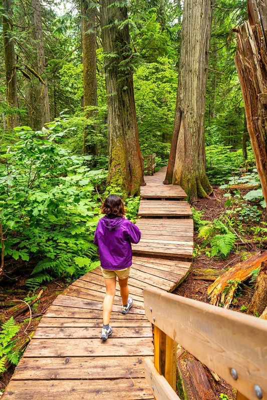 Tourist wearing a purple jacket is enjoying a peaceful walk along a wooden boardwalk path, surrounded by lush green foliage and towering cedar trees in a tranquil forest setting