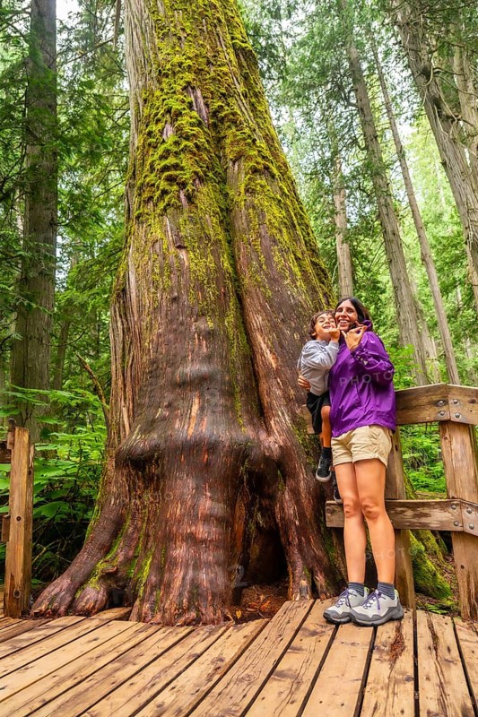 Mother and son are enjoying breathtaking view of giant cedar tree covered with moss while standing on wooden boardwalk in old growth forest of mount revelstoke national park. British columbia. Canada