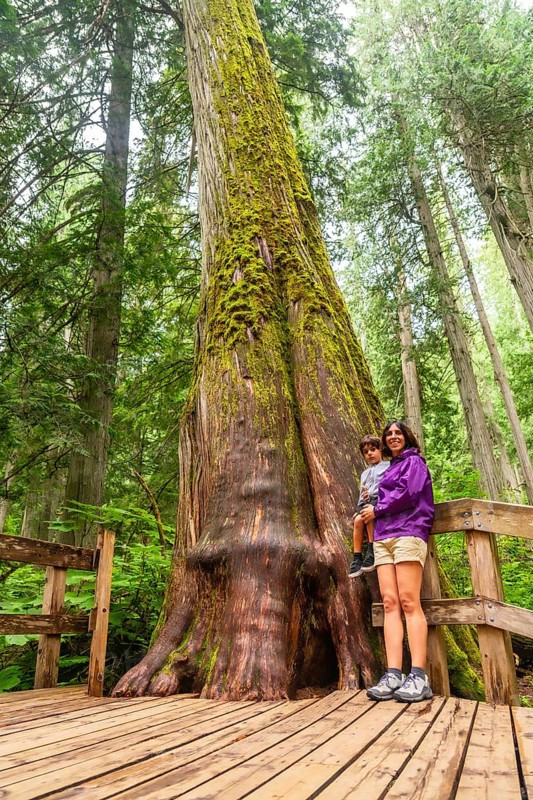 Mother holds her child while standing on a wooden boardwalk, marveling at a massive, moss covered cedar tree in the lush rainforest of mount revelstoke national park, british columbia, canada