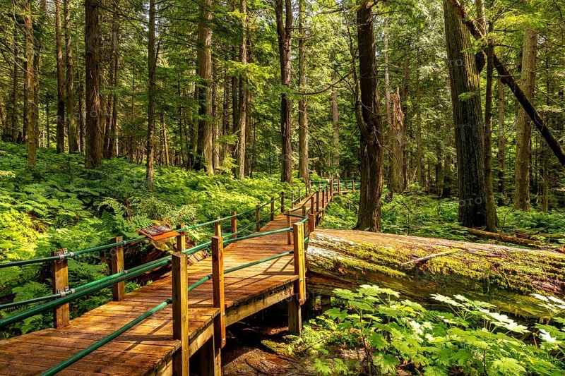 Sunlight filters through the dense canopy of hemlock grove, illuminating a wooden boardwalk that meanders through vibrant green ferns and moss covered fallen trees in the canadian rockies