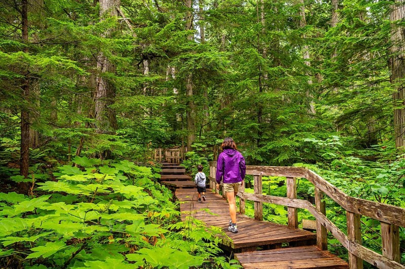 Mother and son enjoying a leisurely walk along the giant cedars boardwalk trail, surrounded by lush greenery and towering cedar trees in mount revelstoke national park, british columbia