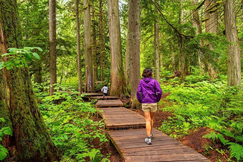 Tourists enjoying a serene walk along the giant cedars boardwalk trail in mount revelstoke national park, surrounded by towering cedar trees and lush green ferns