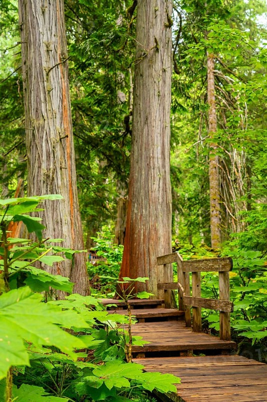 Wooden boardwalk steps and path winding through lush devil's club plants and giant cedar trees in the giant cedars boardwalk trail of mount revelstoke national park, british columbia, canada