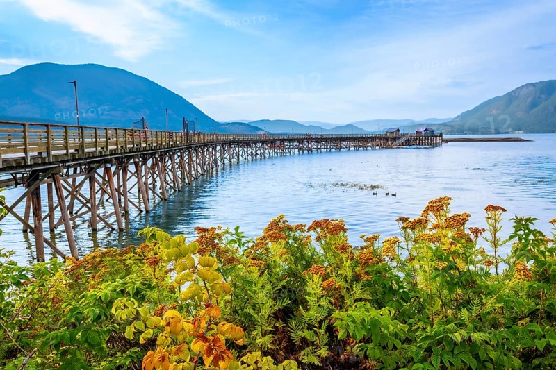 Vibrant yellow wildflowers framing a long wooden pier extending into the tranquil waters of shuswap lake, with scenic british columbia mountains under a clear blue sky