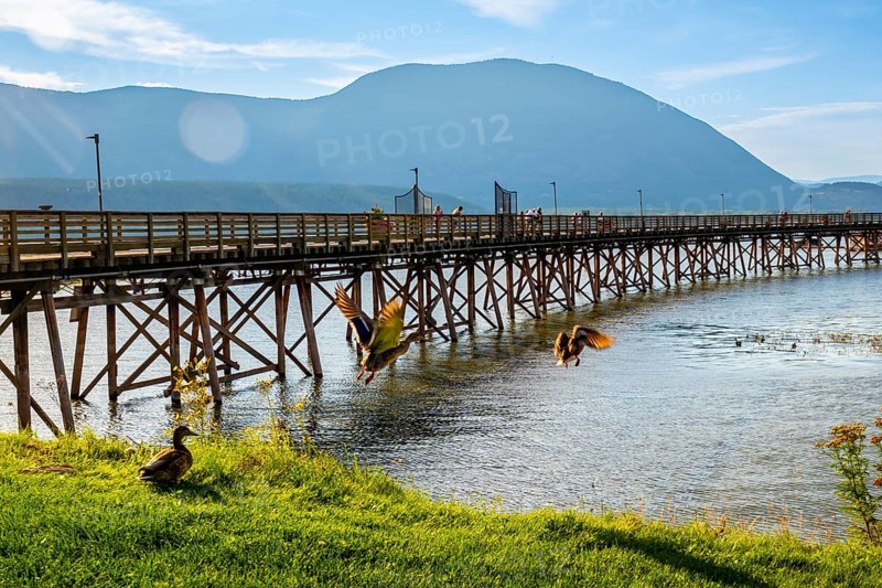 Ducks are flying near a long wooden pier on a sunny day with tourists walking on it and mountains in the background in salmon arm, british columbia, canada