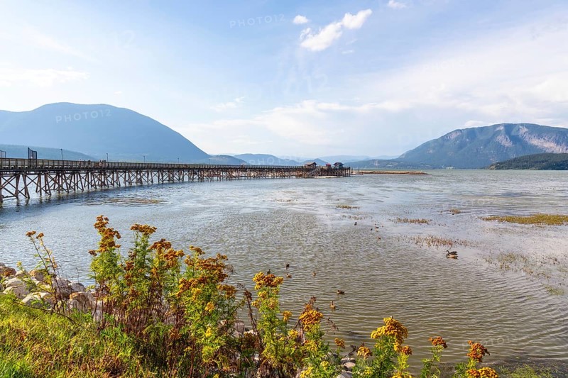 Yellow wildflowers blooming on the shore of shuswap lake with a long wooden pier stretching out into the water under a blue sky with mountains in the background in salmon arm, british columbia