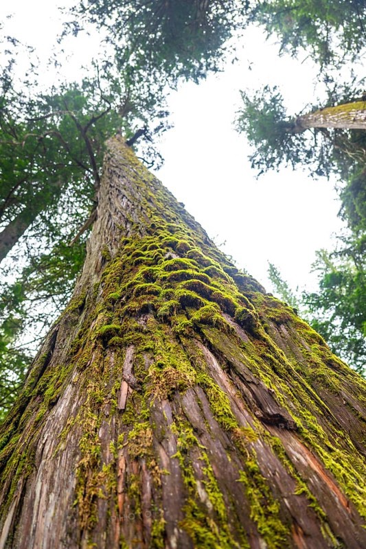 Low angle view of moss growing on a giant cedar tree in a forest located in the canadian rockies, showcasing the natural beauty and tranquility of the area