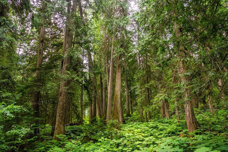Majestic cedars rise from a vibrant carpet of ferns and devil's club, creating a serene and captivating scene in the heart of a canadian rockies forest