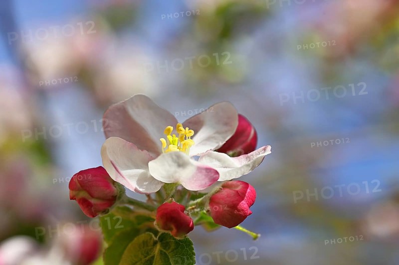 Apple blossoms (Malus), white blossoms with blue sky and bokeh in the background, close-up, spring, Wilnsdorf, North Rhine. Westphalia, Germany