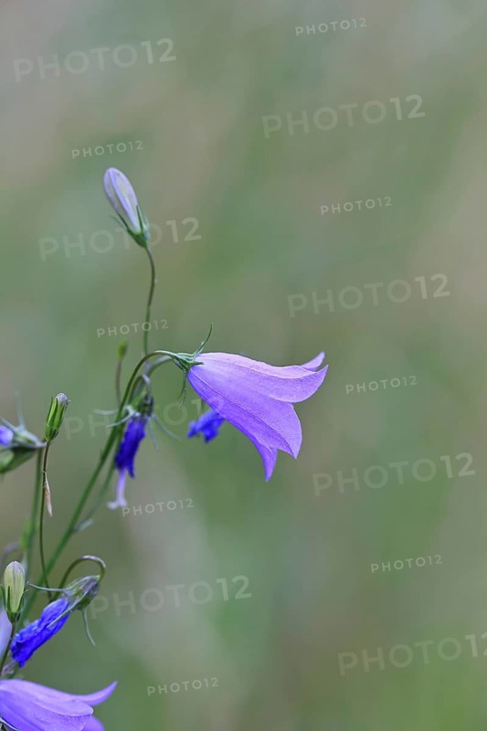 Meadow bellflower (Campanula patula), blue flower, on a rough meadow, Wilnsdorf, North Rhine-Westphalia, Germany