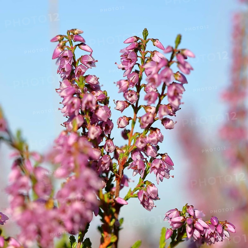 Flowering heather (Calluna vulgaris), heather, Trupacher Heide nature reserve, Siegen, North Rhine-Westphalia, Germany