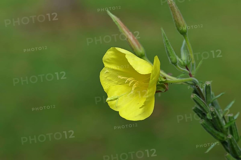 Evening primrose (Oenothera biennis), yellow flower in a garden, close-up, Wilnsdorf, North Rhine-Westphalia, Germany