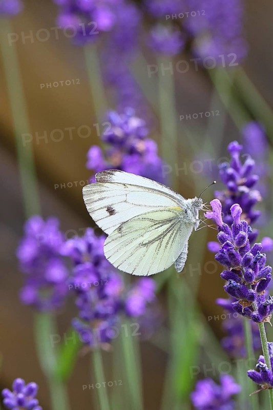 A Cabbage butterfly (Pieris brassicae) sucking nectar on the flower of true lavender (Lavandula angustifolia), in a natural environment in a garden, nice bokeh in the background, close-up, wildlife, insects, butterflies, butterflies, Wilnsdorf, North Rhine-Westphalia, Germany