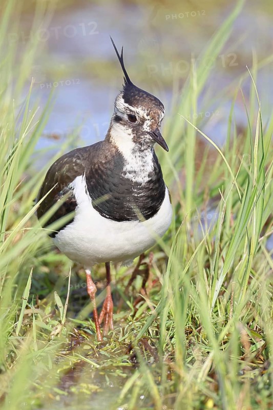 Lapwing (Vanellus vanellus), in splendid plumage, foraging in a marshy meadow, wildlife, Lembruch, Ochsen Moor, Dümmer nature park Park, Lower Saxony, Germany