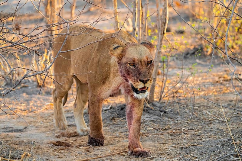 Lioness with blood directly after a successful kill, lion (Panthera leo) on the hunt, Savuti, Chobe National Park, Botswana