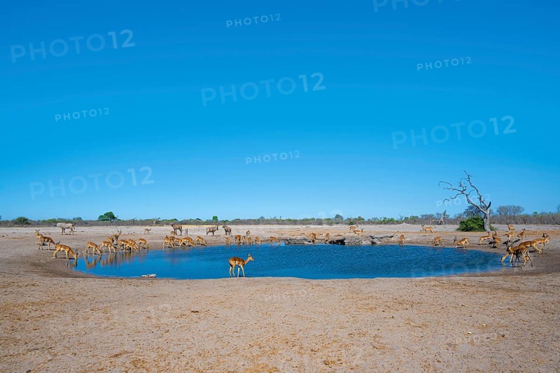 Impalas and various animals at the waterhole, Savuti, Chobe National Park, Botswana