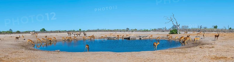 Panorama, impalas and various animals at the waterhole, Savuti, Chobe National Park, Botswana