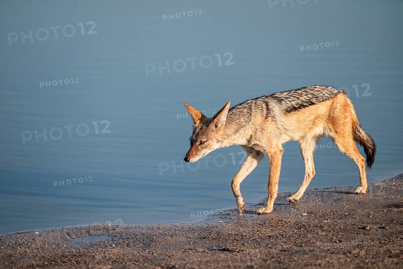 Black-backed jackal (Lupulella mesomelas) at a waterhole, Savuti, Chobe National Park, Botswana