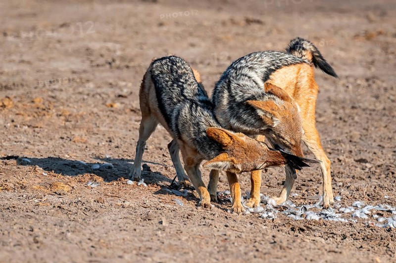 Two black-backed jackals (Lupulella mesomelas) hunting a pigeon, Savuti, Chobe National Park, Botswana