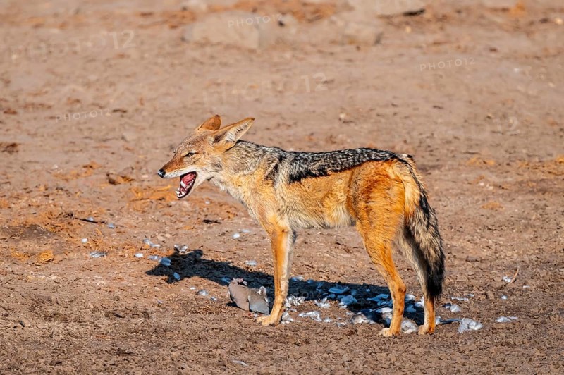 Black-backed jackal (Lupulella mesomelas) hunting a pigeon, Savuti, Chobe National Park, Botswana