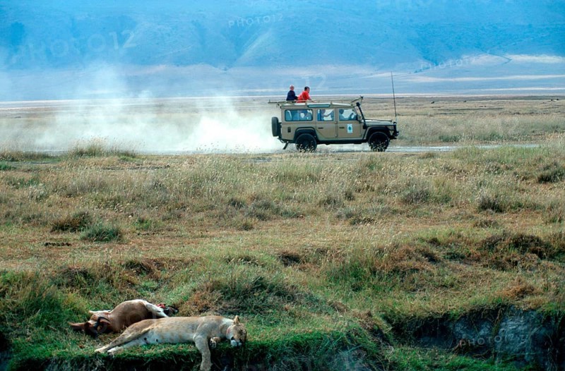 Safari vehicle, lioness resting next to her prey, Ngorongoro Crater, Tanzania, Africa, June 2000, vintage, retro, old, historic