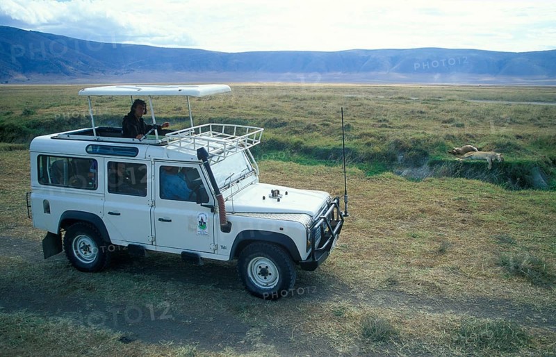 Safari, tourists watch a lioness resting next to her prey from a safari vehicle in the Ngorongoro Crater, Tanzania, Africa, June 2000, vintage, retro, old, historic