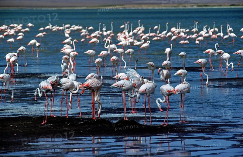 Flamingos, Ngorongoro crater, Tanzania, Africa, June 2000, vintage, retro, old, historic