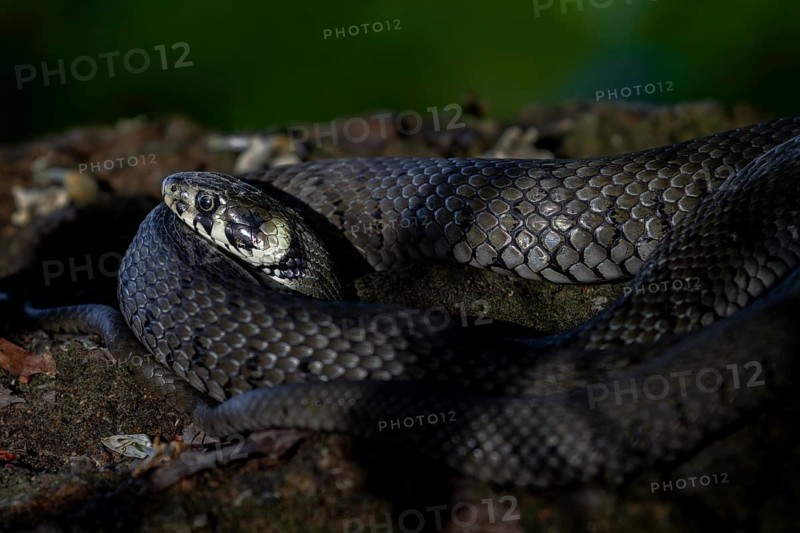 The grass snake (Natrix natrix) clearly feels safe, as can be seen from the relaxed form in which it lies curled up there, which is not a threatening or defensive posture, Germany