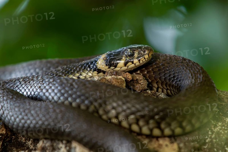The cobwebs above the eye do not seem to bother the grass snake (Natrix natrix), Germany
