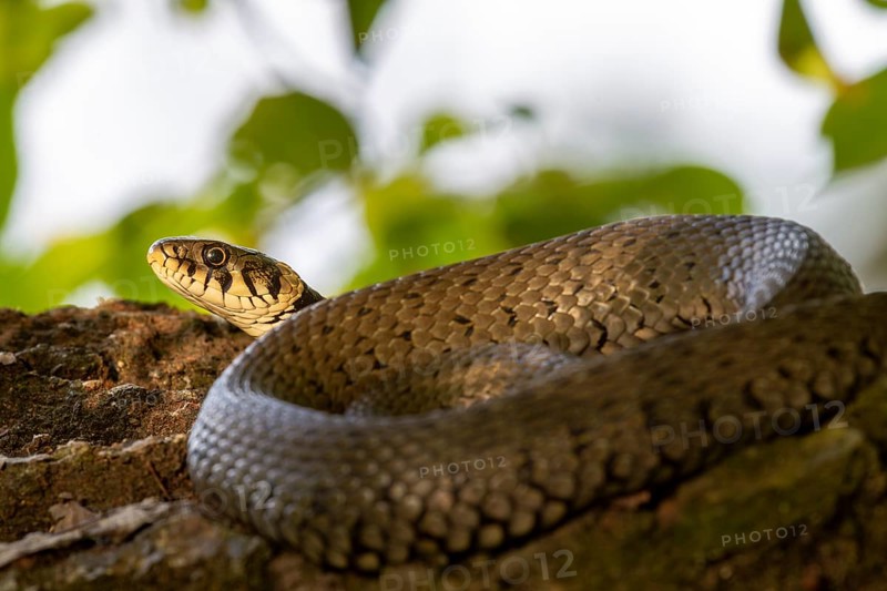 Grass snake (Natrix natrix) sunbathing on a tree trunk hidden at the edge of a watercourse, Germany