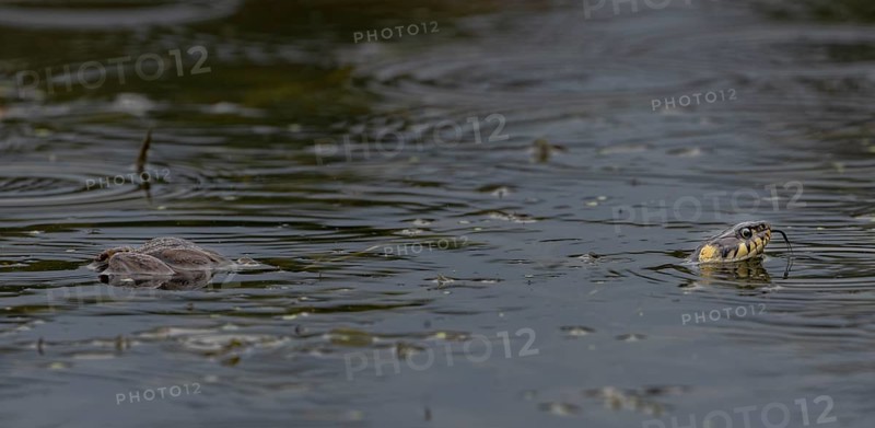 During the mating season, male water frogs (Pelophylax kl. esculentus) clasp anything that moves and appears to be of a suitable size, here the long body of the grass snake (Natrix natrix) has triggered the clasping reflex, Germany