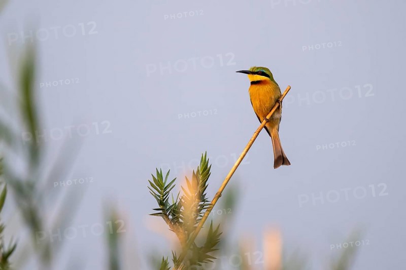 Dwarf spint (Merops pusillus), on the Kavango River, Namibia