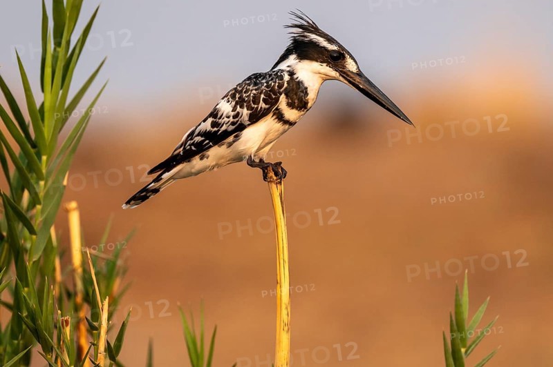 Grey Kingfisher (Ceryle rudis), on the Kavango River, Namibia