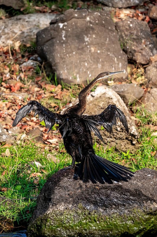 African Darter (Anhinga rufa), on the Kavango River, Namibia